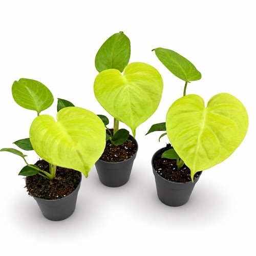 Monstera deliciosa lemon lime - deliciosa,