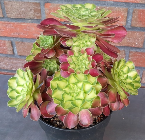 Aeonium pink witch yellow - pink,