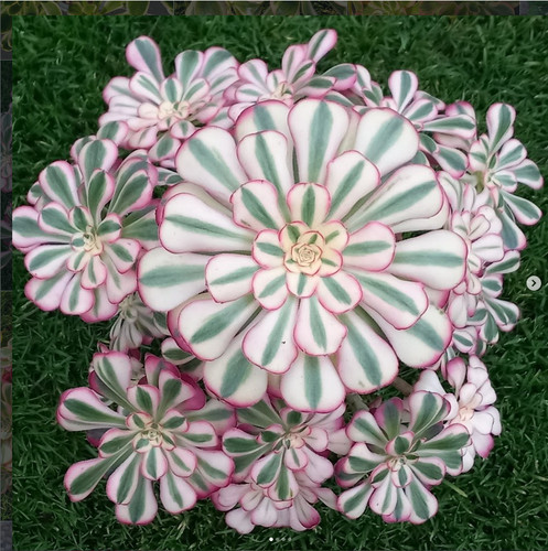 Aeonium chanel junge rosette - aeonium,