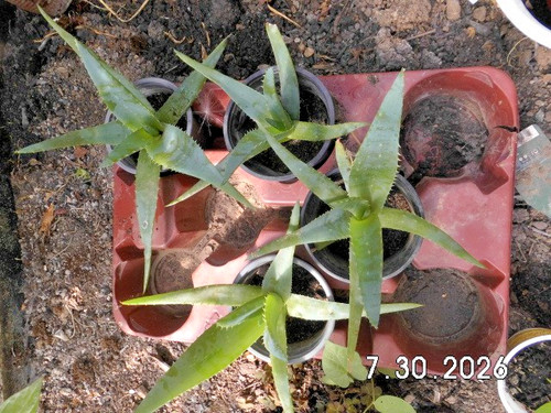 Junge aloe vera pflanze gut - junge,