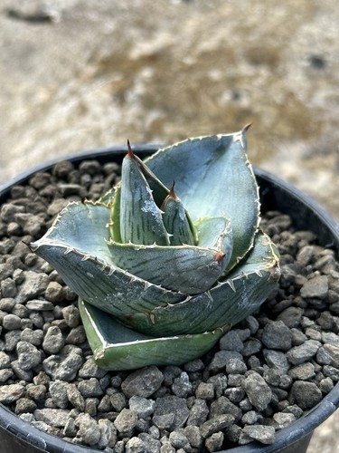 Agave pumila kräftige junge - agave,