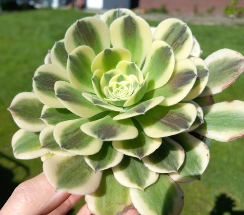 Aeonium green medusa junge - medusa,
