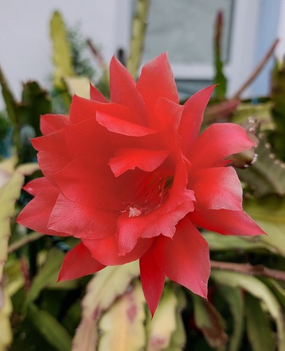 Epiphyllum ackermanni 2 - ackermanni, !2