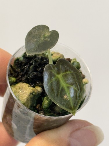 Planttini junge alocasia - planttini🌱,
