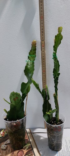 Epiphyllum ackermanni 2 - epiphyllum, !2