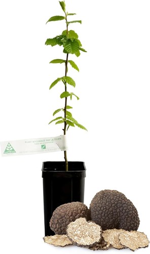 Trüffelbaum zweijähriger - trüffelbaum,