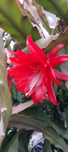 Epiphyllum ackermanni 2 - -, !2