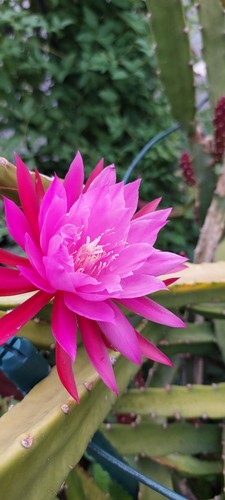 Epiphyllum selinicereus - epiphyllum-selinicereus,