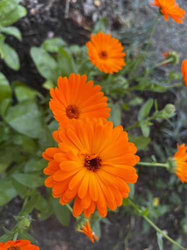 Junge ringelblumen - 30,